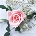 Классические розы