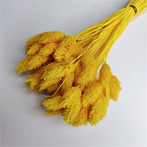 Фаларис желтый, 50-60 шт. Ph_203