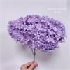 Гортензия сиреневая H_509
