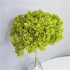 Гортензия зеленая салатовая wwJIviRCg5TEEyILL1X4O0