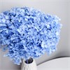 Гортензия голубая H_303