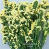 Статица желтая St_202