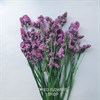Статица малиново-фиолетовая St_108
