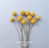Краспедия желтая сухоцвет, 10 шт. Cr_204