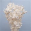 Нигелла белая N_702