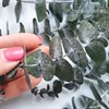 Эвкалипт беби блю зеленый Eu_b_405