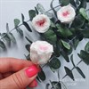 Роза пионовидная мини 3-3,5 см двухцветная бело-розовая (21) RP21_801