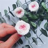 Роза пионовидная мини 3-3,5 см двухцветная бело-розовая (21) RP21_801