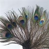 Перья павлина 25-30 см, 3 шт. Fth_p