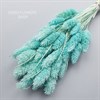 Фаларис бирюзовый, 50-60 шт. Ph_309