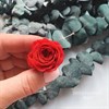 Роза пионовидная мини 3-3,5 см красная (21) RP24_110