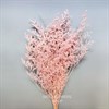 Кермек светло-розовый Ker_102