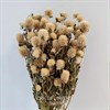 Гомфрена белая Gf_705