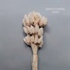 Фаларис белый, 50 шт. Ph_701