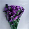 Статица фиолетовая St_509