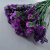 Статица фиолетовая St_509