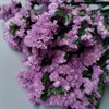 Статица стабилизированная сиреневая St_105