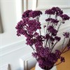 Озотамнус фиолетовый баклажан Oz_512