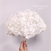 Гортензия белая H_701