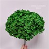 Гортензия темно-зеленая Hy_z