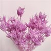 Нигелла лилово-сиреневая Ni_504
