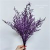 Кермек фиолетовый jAgajFe4iqQnr8emNof5D0