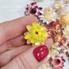 Гелихризум 30 шт. микс 2,5-3 см Ge_mix 30