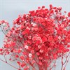 Гипсофила красная Gy_207