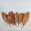 Листья магнолии натуральные, 10 шт. Lmagn_nat