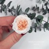 Роза пионовидная мини 3-3,5 см  двухцветная бело-персиковая (21) Rp21_804