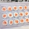 Роза пионовидная мини 3-3,5 см  двухцветная бело-персиковая (21) Rp21_804