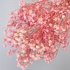 Гипсофила светло-розовая Gy_101