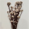 Озотамнус натуральный кремовый Уценка (сыпется) Euuj06LqggWM30g-MHxMe1