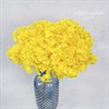 Гортензия желтая H_203