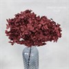 Гортензия бордо H_112