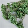 Озотамнус изумрудный зеленый Oz_402-1