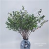 Семена эвкалипта николи WfEUy1TOgoWatYzh-AwS01