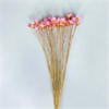 Гликсия розовая, 50 шт. 1IIvAxs0hrJf28O8WDWPh1