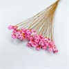 Гликсия розовая, 50 шт. 1IIvAxs0hrJf28O8WDWPh1