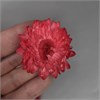 Гелихризум красный крупный окрашенный 3-5 см 0nypY2Etg0CbPSfP40GxA3