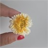 Гелихризум бело-желтый крупный 3-5 см, 20 шт. nO5UmaVPiStJH4Jx1a8LR3