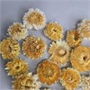 Гелихризум бело-желтый крупный 3-5 см, 20 шт. nO5UmaVPiStJH4Jx1a8LR3
