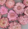 Гелихризум розовый крупный окрашенный 3-5 см, 20 шт. esuQhojQhTSthUby1G6yf1