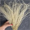 Ковыль натуральный кучерявый K_705
