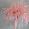 Мискантус мини розовый, 10 шт. fLblKFrnjHRjtGI80zf9u2